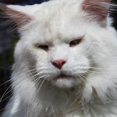 Maine Coon White Fang of Camusky Coon's