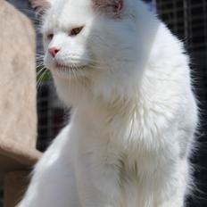 Maine Coon White Fang of Camusky Coon's