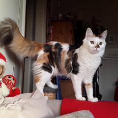 Blanding af racer Saria