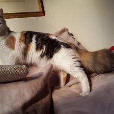 Blanding af racer Saria