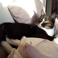 Blanding af racer Simba