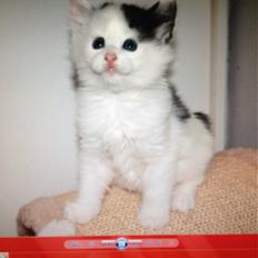 Norsk Skovkat DK. The Tuskani's Jojo