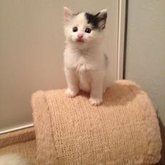 Norsk Skovkat DK. The Tuskani's Jojo