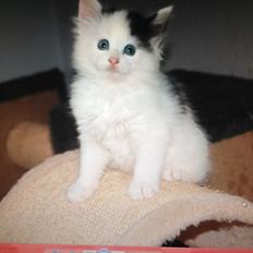 Norsk Skovkat DK. The Tuskani's Jojo