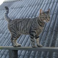 Blanding af racer † Milo †