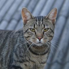 Blanding af racer † Milo †