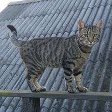 Blanding af racer † Milo †