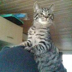 Blanding af racer Sam