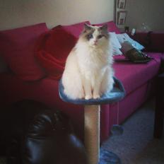 Ragdoll Dk Jaquet Piper Heidsieck