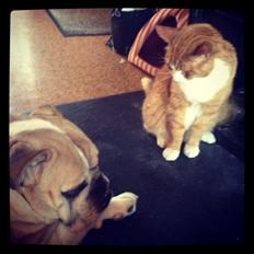 Blanding af racer Buddha R.I.P