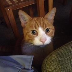 Blanding af racer Buddha R.I.P