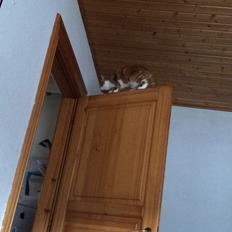 Blanding af racer Budding r.i.p