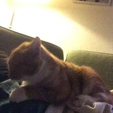 Blanding af racer Budding r.i.p