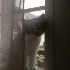 Blanding af racer Storm