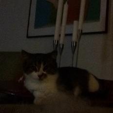 Blanding af racer Storm