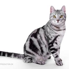 Europé Eife's Jack Wolfskin