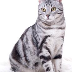 Europé Eife's Jack Wolfskin