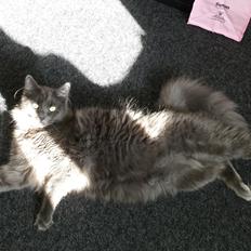 Blanding af racer O'Malley