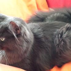 Blanding af racer O'Malley