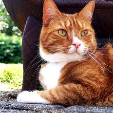 Huskat Bailey (Mors kat)