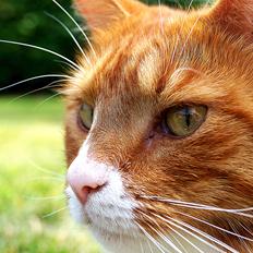 Huskat Bailey (Mors kat)