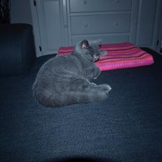 British Shorthair Watson