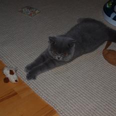 British Shorthair Watson