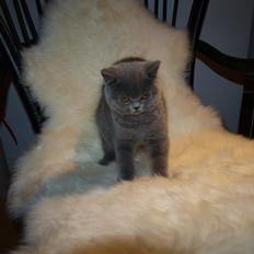 British Shorthair Watson