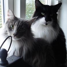 Norsk Skovkat *KENZO RYKO*