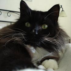 Norsk Skovkat * JACK/ MICHAEL JACKSON*