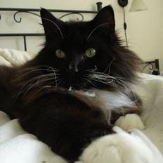 Norsk Skovkat * JACK/ MICHAEL JACKSON*