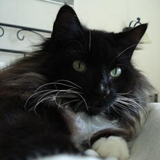 Norsk Skovkat * JACK/ MICHAEL JACKSON*