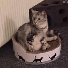 Blanding af racer Bailey