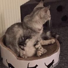 Blanding af racer Bailey