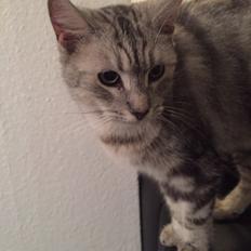 Blanding af racer Bailey