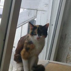 Blanding af racer Floffi 