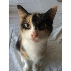 Blanding af racer Floffi 