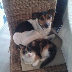 Blanding af racer Floffi 