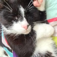 Blanding af racer Messerschmidt