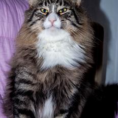 Norsk Skovkat Dk Himmark`s Herkules