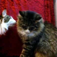 Norsk Skovkat Dk Himmark`s Herkules