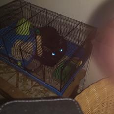 Devon Rex aquila 