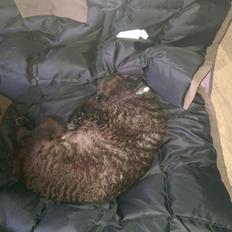 Devon Rex aquila 