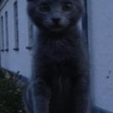 Blanding af racer Sif