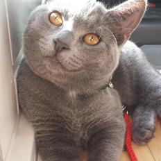 Blanding af racer Sif