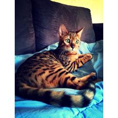 Bengal Conrad