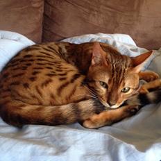 Bengal Conrad