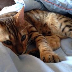 Bengal Conrad