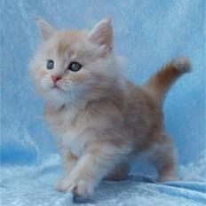 Maine Coon Sammie