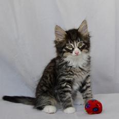 Norsk Skovkat Dk Himmark`s Herkules